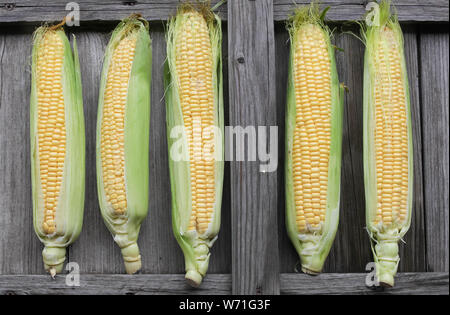 Il mais dolce organico, mais freschi raccolti in scatole di legno .raccolto di mais, la produzione di mais, agricoltura biologica, per la produzione di cibo e la coltivazione di ortaggi Foto Stock