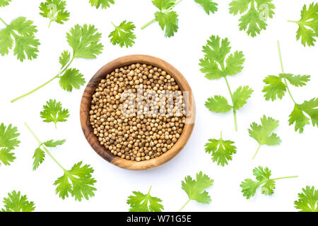 Semi di coriandolo e foglie su sfondo bianco Foto Stock