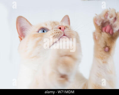 Emotional bianco rosso gatto giocando, sorpreso, pet gioca. Il concetto Happy cat, blu grandi occhi, ritratto Foto Stock