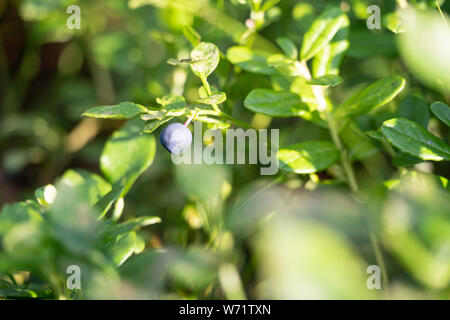 Piante di mirtilli (Vaccinium myrtillus) in una foresta in Svezia. Noto come mirtilli svedese. Foto Stock