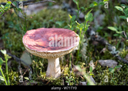 Russula queletii fungo / mushroom / toadstool, in una foresta di abeti rossi in Svezia Foto Stock