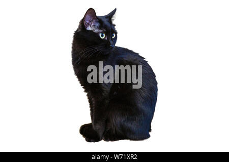 Un gatto nero su uno sfondo bianco guarda direttamente la fotocamera con un aspetto fiducioso. Foto Stock