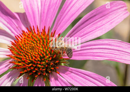Ape su un prodotto a base di echinacea purpurea fiore Foto Stock