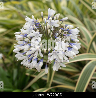 Agapanthus nel rock gardens a banchi di sabbia Foto Stock