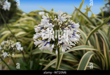 Agapanthus nel rock gardens a banchi di sabbia Foto Stock