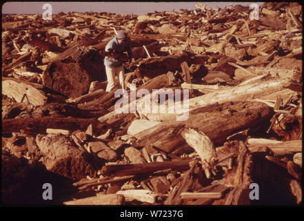 Conservazione di energia elettrica ha portato a un maggior numero di persone la raccolta di legna da ardere lungo le spiagge come ha fatto questa persona vicino Lincoln City. Quando questa foto è stata scattata nel gennaio del 1974, vi è stato un vento-chill fattore di meno 12 gradi Foto Stock