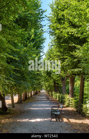 Panche sotto un viale alberato in giardini Schonnbrunn, Vienna, Austria Foto Stock