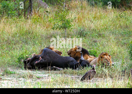 Tre Leoni di mangiare un bufalo in Sud Africa Foto Stock