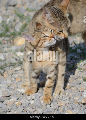 Madre gatta che ama il suo gattino, gatti domestici europei shorthair, gattino con mamma, Felis catus Foto Stock
