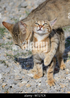 Madre gatta che ama il suo gattino, gatti domestici europei shorthair, gattino con mamma, Felis catus Foto Stock