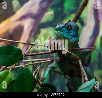 Primo piano di un verde piumati basilisk seduto su un ramo di albero tropicale di specie di rettili dall America Foto Stock