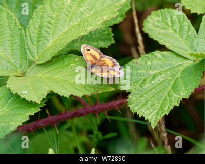 Farfalla di gatekeeper Foto Stock