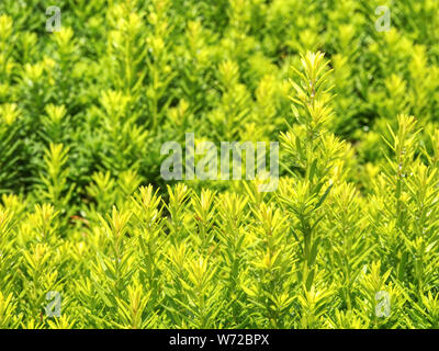 Siepe di pianta sempreverde con proprietà funzione di separazione. Popolari siepe lussureggianti di pianta sempreverde con funzione di separazione Foto Stock