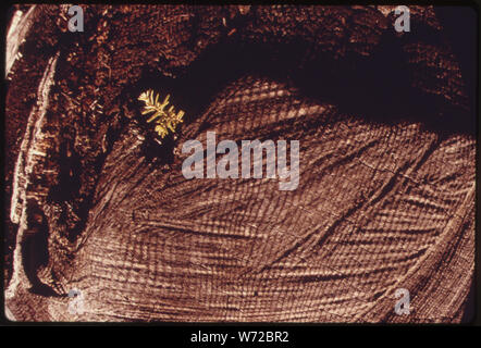 La cicuta piantina in un olocausto di chiari area della nazionale olimpica TIMBERLAND, Washington. Vicino al parco nazionale di Olympic Foto Stock