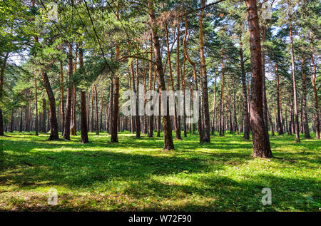 Pineta - bella estate sunny paesaggio. Dritto alti alberi di pino tronchi, soffice erba verde tappeto, fresche, aria pulita e sana. La freschezza e la Foto Stock