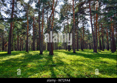 Pineta - bella estate sunny paesaggio. Dritto alti alberi di pino tronchi, soffice erba verde tappeto, fresche, aria pulita e sana. La freschezza e la Foto Stock