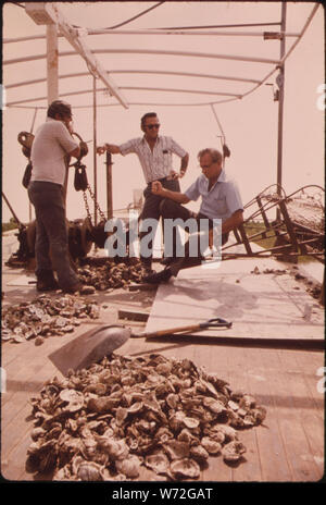 Lago BORGNE OYSTERMEN rivendicazione rilascio del fiume Mississippi le acque di esondazione ha inquinato i banchi di ostriche. Alcuni degli uomini stanno preparando una deposizione giuridica. A bordo il capitano PETE TESVICH DELLA BARCA essi raccogliere prove per il loro caso. Per la deposizione gli uomini cercano di stabilire un rapporto di mortalità. Essi luogo morti e morenti ostriche sul ponte in pile separate Foto Stock