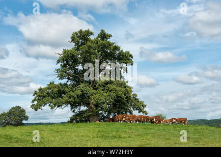 Allevamento di Hereford bovini da carne accanto alla quercia. Kilpeck, Herefordshire Foto Stock