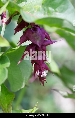 Leycesteria formosa. Caprifoglio himalayana fiore. Foto Stock