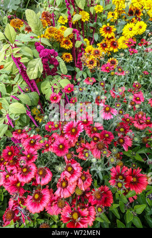 Fiore coperta, pulchella Gaillardia, Rudbeckia, Amaranth, fiori misti in giardino d'estate fiorito piante annuali dure fiori rossi in un confine di luglio Foto Stock