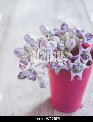 Close up freschi di fiori di corona o Calotropis giantea sul tavolo di legno Foto Stock