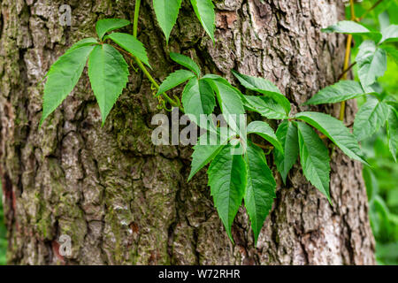 Ivy su corteccia di albero. Foglie di vino selvatico un vincolo saldo con il tronco di un albero. Foglie giovani. Foto Stock