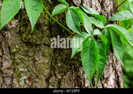 Ivy su corteccia di albero. Foglie di vino selvatico un vincolo saldo con il tronco di un albero. Foglie giovani. Foto Stock