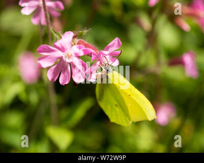Brimstone Butterfly, Gonepteryx rhamni Foto Stock