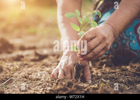 Vicino la mano che sorregge e piantando giovani butterfly pea tree nel suolo. Salvare il mondo e concetto di ecologia Foto Stock