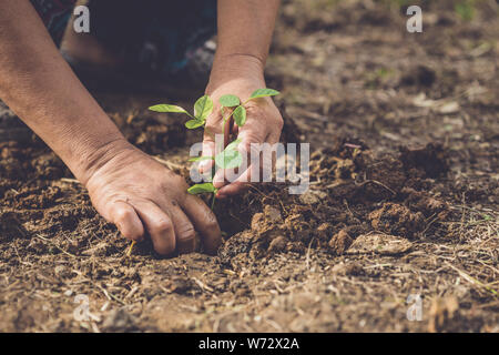 Vicino la mano che sorregge e piantando giovani butterfly pea tree nel suolo. Salvare il mondo e concetto di ecologia Foto Stock