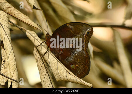 Sylvia WOOD nymph nella giungla, Tambopata Riserva, Amazzonia peruviana Foto Stock