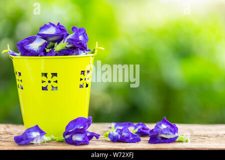 Fresh purple Butterfly pea fiore sul tavolo di legno con sfondo verde luce di sfocatura dello sfondo spazio per testo, disegno, fotografia montaggio o pubblicità Foto Stock