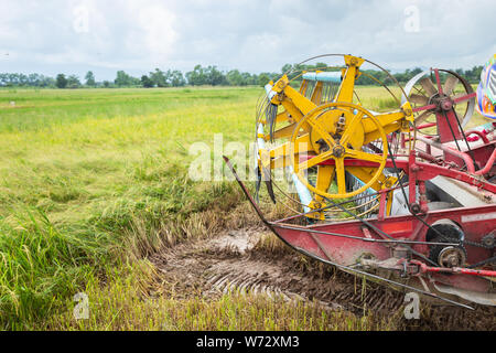 La gente sulla foraggera agricoltura macchina e la mietitura del riso di lavoro nel campo Foto Stock