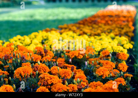 Lunga aiuola con le calendule. Arancio e fiori di colore giallo. Messa a fuoco selettiva su Foto Stock