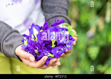 Donna mano azienda viola fresca Butterfly fiore di pisello Foto Stock