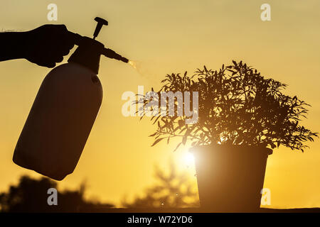 Silhouette a mano azienda annaffiatoio e la spruzzatura di giovane pianta in giardino Foto Stock