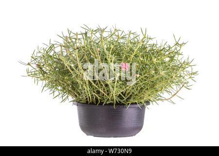 Purslane comune o Pusley in plastica nera pot studio shot e isolato su sfondo bianco Foto Stock