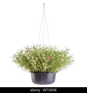 Purslane comune o Pusley in plastica nera pot studio shot e isolato su sfondo bianco Foto Stock