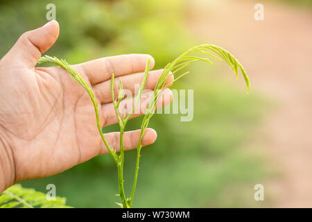 Vicino la mano che tiene a forbice e a taglio giovane verde in alto di senegalia pennata, arrampicata bargiglio, Acacia o Cha-om in nome tailandese Foto Stock