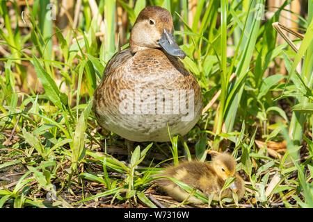 Una femmina redhead duck, Aythya americana, veglia sul suo sonno anatroccoli in una zona erbosa accanto ad un laghetto nel centro di Alberta, Canada Foto Stock