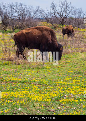 Bison vicino al miele Campeggio piana, Caprock Canyon State Park, Quitaque, Texas. Foto Stock