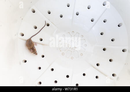 Poco ratto marrone in bianco spin serbatoio della macchina di lavaggio Foto Stock