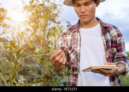 Giovane agricoltore asiatici nel controllo della sua pianta o vegetale (Fagioli Asparagi o Cowpea). Giovane agricoltore intelligente concetto Foto Stock