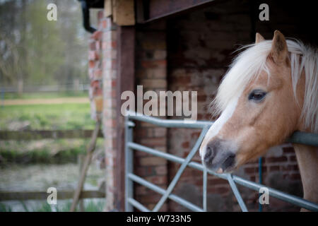 Ritratto di un cortile cavallo ritrovato nella campagna di Suffolk Foto Stock