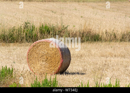 Round asciugare le balle di fieno e di paglia da tagliare grano raccolto sui campi di grano. Round golden rotoli di balle di paglia nel campo dopo la mietitura Foto Stock