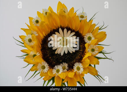 Un close-up immagine di un girasole decorato con due tipi di margherite selvatiche. Il giardino margherita e la Margherita occhio di bue, talvolta noto come la luna daisy Foto Stock