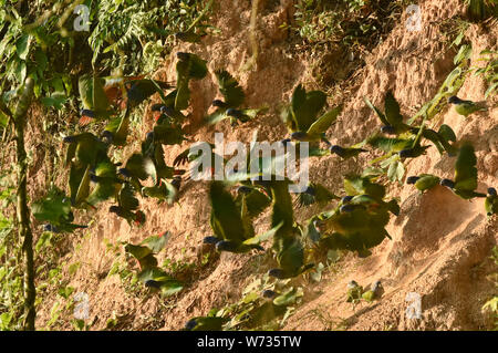 A testa azzurra e giallo-incoronato pappagalli alimentando ad un'argilla leccare, fiume Tambopata, Amazzonia peruviana Foto Stock