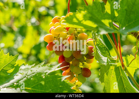 Un mazzetto di ripe dolce uve da tavola appeso su un vitigno illuminata dai raggi luminosi della vigna di Sun Foto Stock