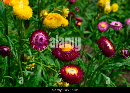 Strawflowers in un paese di lingua inglese Garden, Regno Unito - alimentazione hoverflies sui fiori. Foto Stock