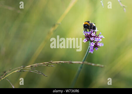 Bella close up di un Bumble Bee seduto su un luminoso fiore rosa Foto Stock